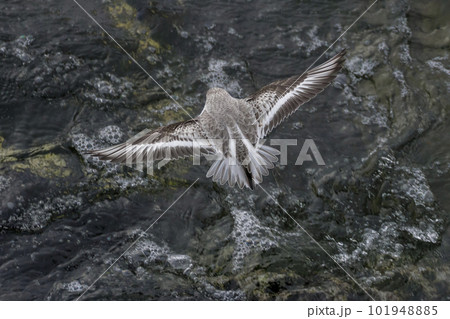 Flying Sanderling shorebird 101948885