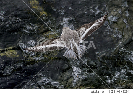 Flying Sanderling shorebird Flying Sanderling shorebird 101948886