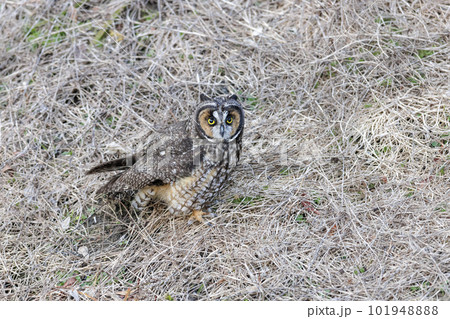 Long eared owl 101948888