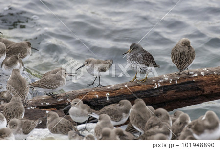 rock sandpiper and dunlin shorebird rock sandpiper and dunlin shorebird 101948890