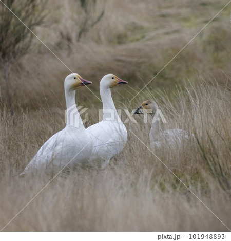 White Snow goose White Snow goose 101948893