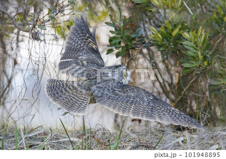 Long eared owl 101948895