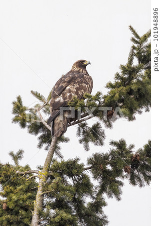 Golden Eagle bird 101948896
