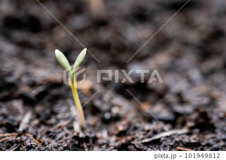 Young seedling growing from soil, new life concept. Young seedling growing from soil, new life concept. 101949812