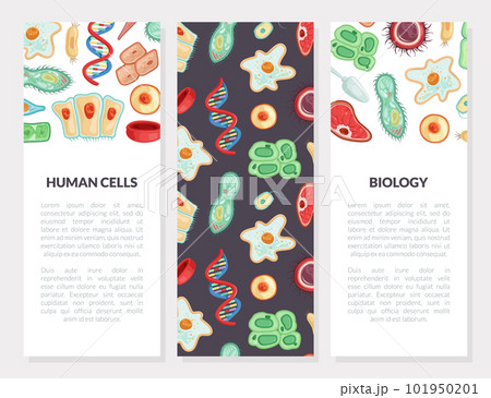 Human Cells Vertical Banner as Medicine and Biology Vector Template 101950201