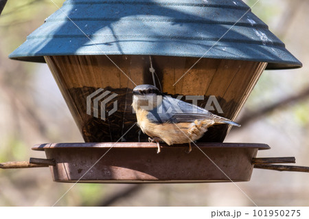 Eurasian nuthatch or wood nuthatch bird, Sitta europaea perched on a branch, foraging in a forest. Eurasian nuthatch or wood nuthatch bird, Sitta europaea perched on a branch, foraging in a forest. 101950275