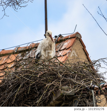 White Stork, Ciconia ciconia on the nest in Oettingen, Swabia, Bavaria, Germany, Europe White Stork, Ciconia ciconia on the nest in Oettingen, Swabia, Bavaria, Germany, Europe 101950276
