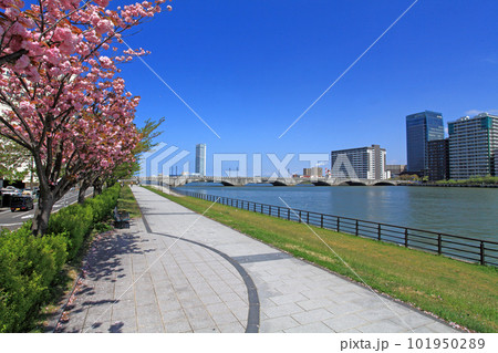 春の万代橋 春の万代橋 101950289