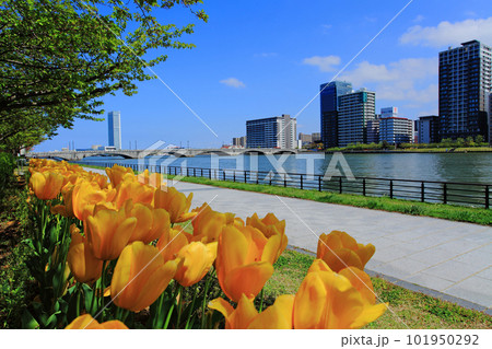 春の万代橋 春の万代橋 101950292