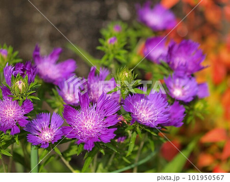 ストケシアの花 101950567