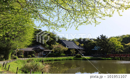 新緑が映える称名寺の風景 101951107