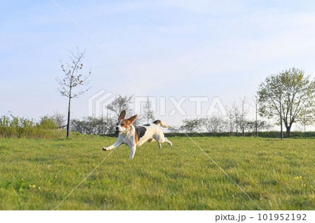 Beagle running in the meadow. Playful dog outside. The concept of dog vitality and health. Dog training and agility. Beagle running in the meadow. Playful dog outside. The concept of dog vitality and health. Dog training and agility. 101952192
