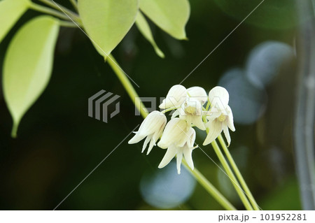 森にひっそりと咲く白いムベの花 森にひっそりと咲く白いムベの花 101952281