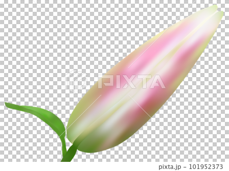 “百合芽” “百合芽” 101952373