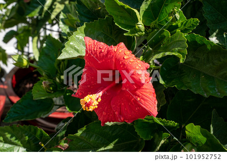 A red hibiscus flower is blooming in the green garden A red hibiscus flower is blooming in the green garden 101952752