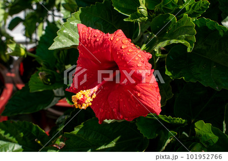 A red hibiscus flower is blooming in the green garden 101952766