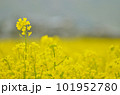 曇りの日の菜の花畑【3月】 101952780