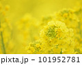 春の風物詩、菜の花のアップ【3月】 101952781