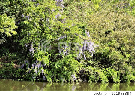 新緑の山に咲く素朴な藤の花　岸辺　春の風景 101953394