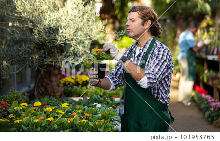 Portrait of handsome male florist selling potted flowers in shop 101953765