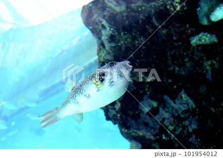 美ら海水族館の水槽で泳ぐ白いお腹が可愛いサザナミフグです 美ら海水族館の水槽で泳ぐ白いお腹が可愛いサザナミフグです 101954012