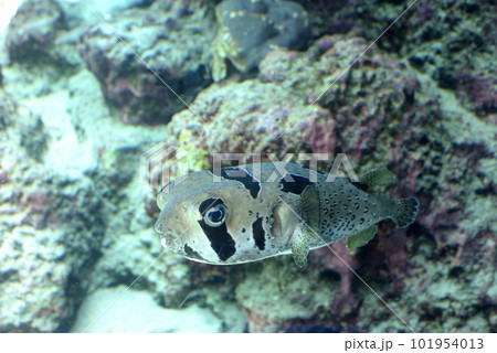 美ら海水族館の水槽で泳ぐヒトヅラハリセンボンです 美ら海水族館の水槽で泳ぐヒトヅラハリセンボンです 101954013