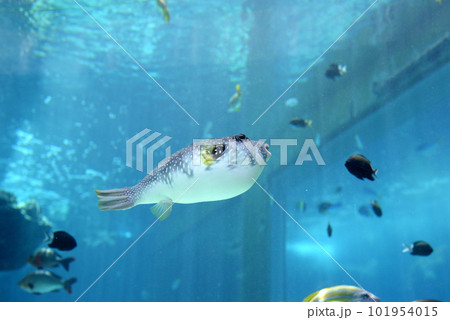 美ら海水族館の水槽で泳ぐ白いお腹が可愛いサザナミフグです 101954015