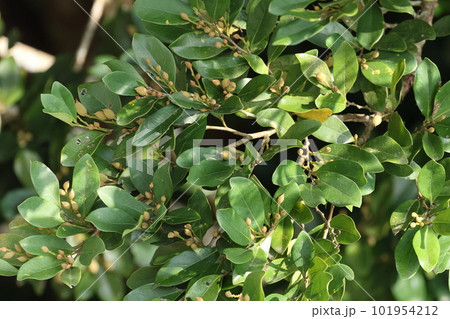 自然 植物 イスノキ、四月の山原。マンサクに似た実を沢山つけた枝 自然 植物 イスノキ、四月の山原。マンサクに似た実を沢山つけた枝 101954212
