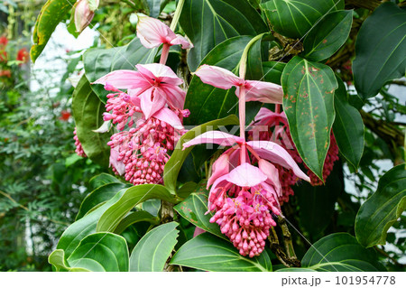 メディニラ・マグニフィカ 101954778