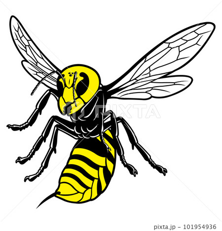 スズメバチイメージ スズメバチイメージ 101954936