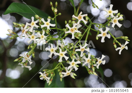 自然 植物 オキナワテイカカズラ、南方系のテイカカズラ。花はテイカカズラより小さ目 自然 植物 オキナワテイカカズラ、南方系のテイカカズラ。花はテイカカズラより小さ目 101955045