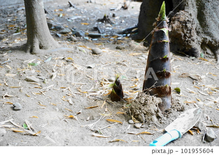 成長して土から出てきた、春の味覚たけのことスコップ 101955604