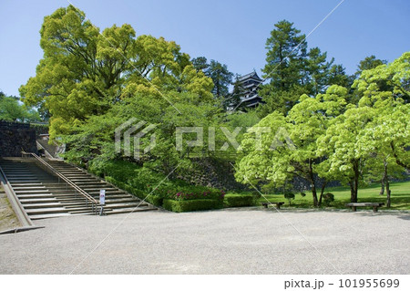 国宝松江城に咲くヒトツバタゴのはな 101955699