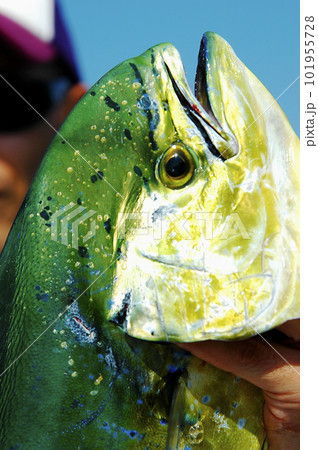 釣れたシイラの顔のアップ 釣れたシイラの顔のアップ 101955728