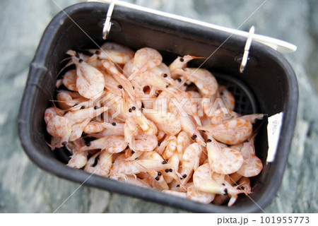 釣りのエサに使うオキアミ 101955773