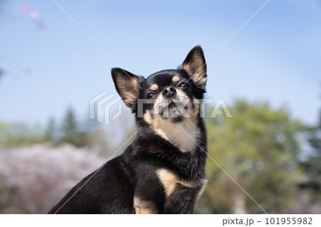 桜と青空とチワワのバストアップ 桜と青空とチワワのバストアップ 101955982