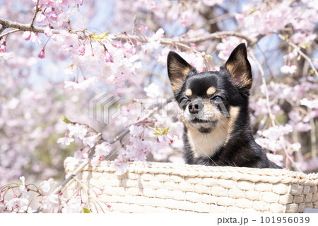 垂れ桜とカゴに入ったチワワのバストアップ 101956039