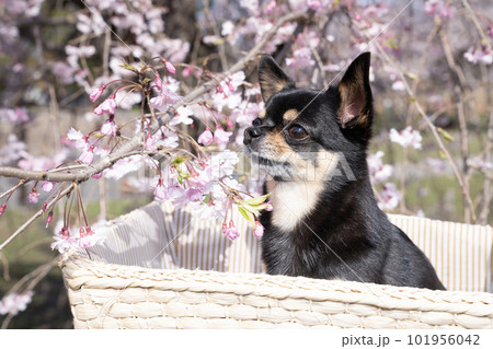 垂れ桜とカゴに入ったチワワのバストアップ 垂れ桜とカゴに入ったチワワのバストアップ 101956042