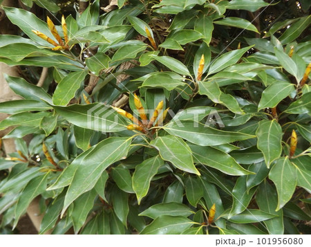 検見川浜県道側植え込みのシロダモの新芽 検見川浜県道側植え込みのシロダモの新芽 101956080