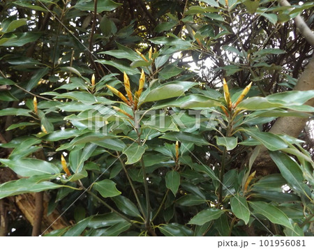 検見川浜県道側植え込みのシロダモの新芽 検見川浜県道側植え込みのシロダモの新芽 101956081