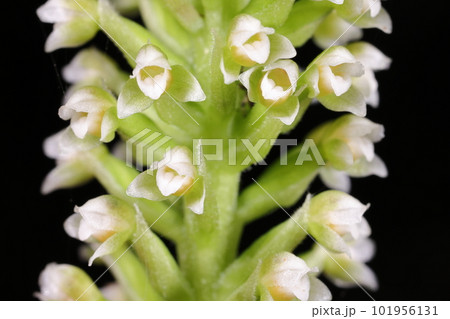 自然　植物　キンギンソウ、小さなランの花が沢山。花の色が白から黄色に変わるので金銀草 101956131