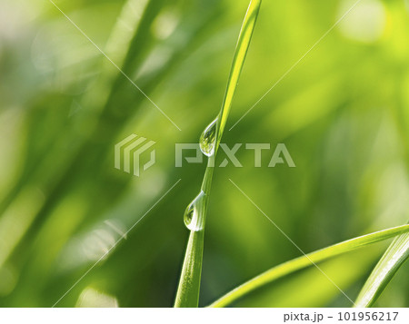 新緑の葉に付いた水滴 101956217