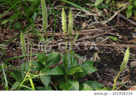 自然　植物　キンギンソウ、湿った水辺や崖沿いに群落を作っています。数十センチになるラン科の植物 101956234