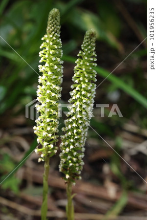 自然　植物　キンギンソウ、南方系のラン。穂状の花序に小さな花をたくさんつけます 101956235