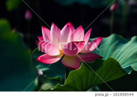 Lotus flower in the pond. Close up of pink lotus flower. Generative AI 101956544