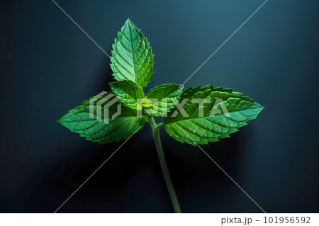 fresh mint close-up. Generative AI 101956592