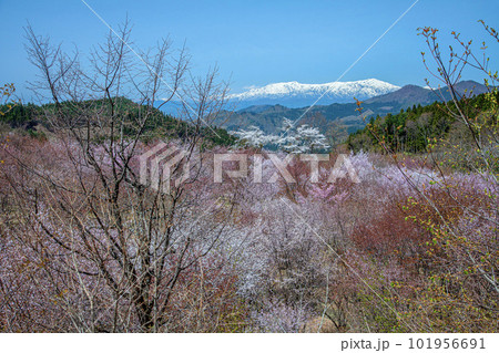 桜峠 101956691