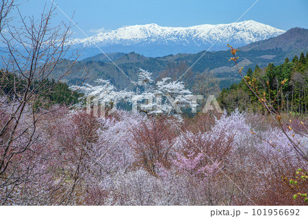 桜峠 101956692