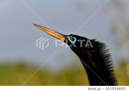 Portrait of male Anhinga - Anhinga anhinga - in breeding coloration. 101956693