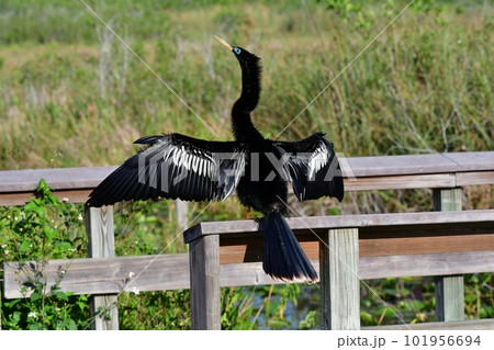Male Anhinga - Anhinga anhinga - perched on Anhinga Trail railing in Everglades. 101956694